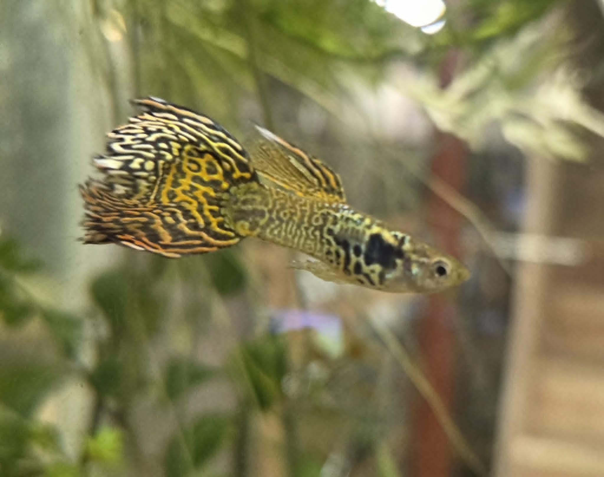 Yellow Galaxy Sunset Guppies- Trio