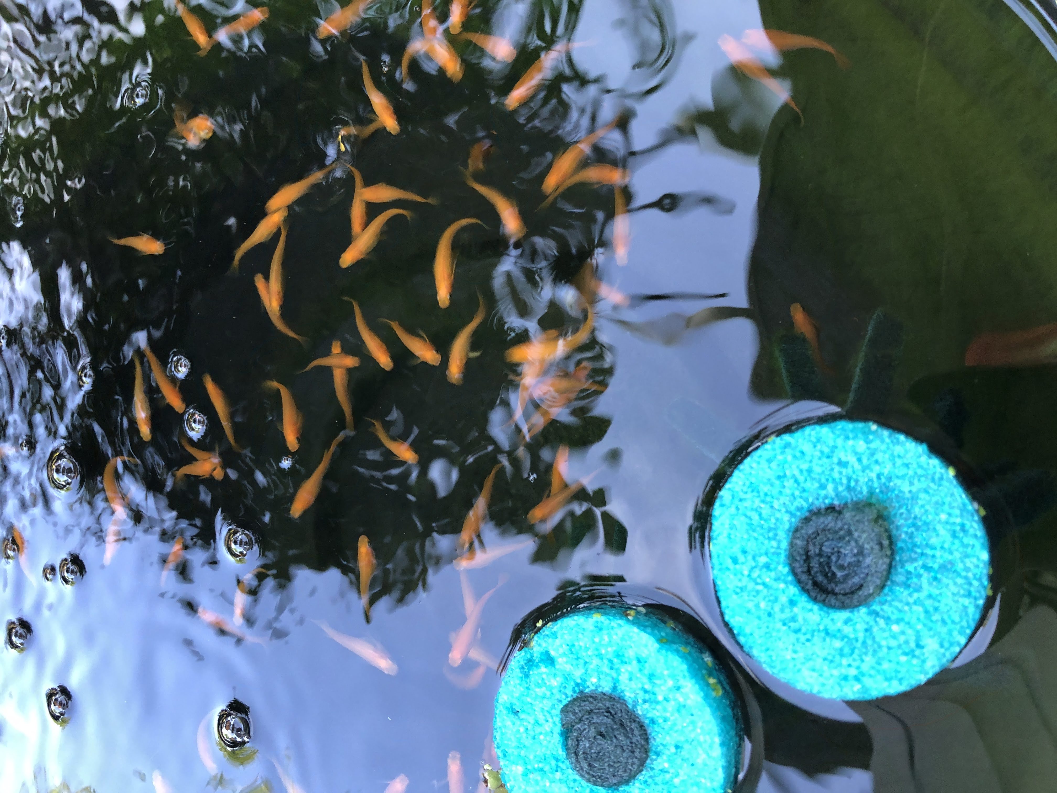 (8) Orange Yokihi Medaka (Japanese Ricefish)