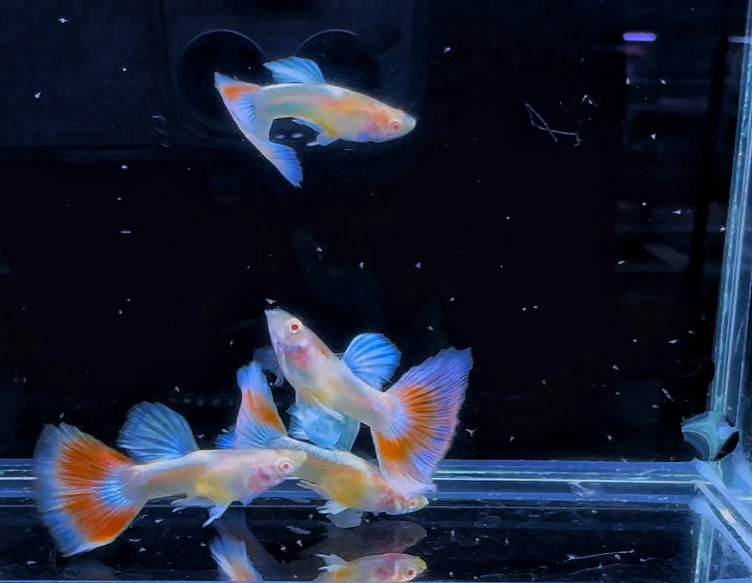 Albino Red Dragon Short Glass Belly Ribbon Guppy — Live Breeding Pair (1 Male + 1 Female)