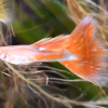 Albino BrightPoppy breeding trio