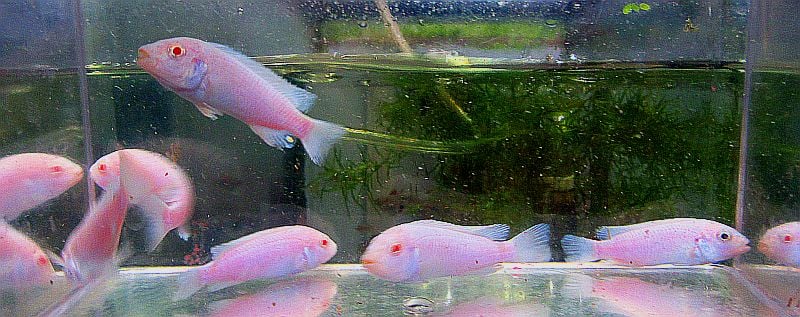 8 albino socoloffi
