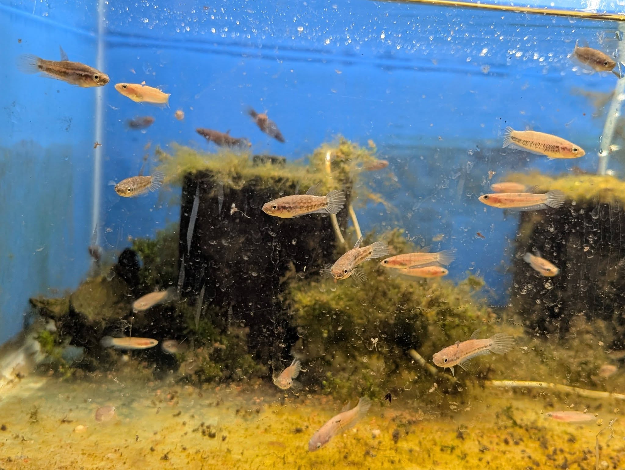 Betta sp. Antuta - 1.5-2 inches long x4