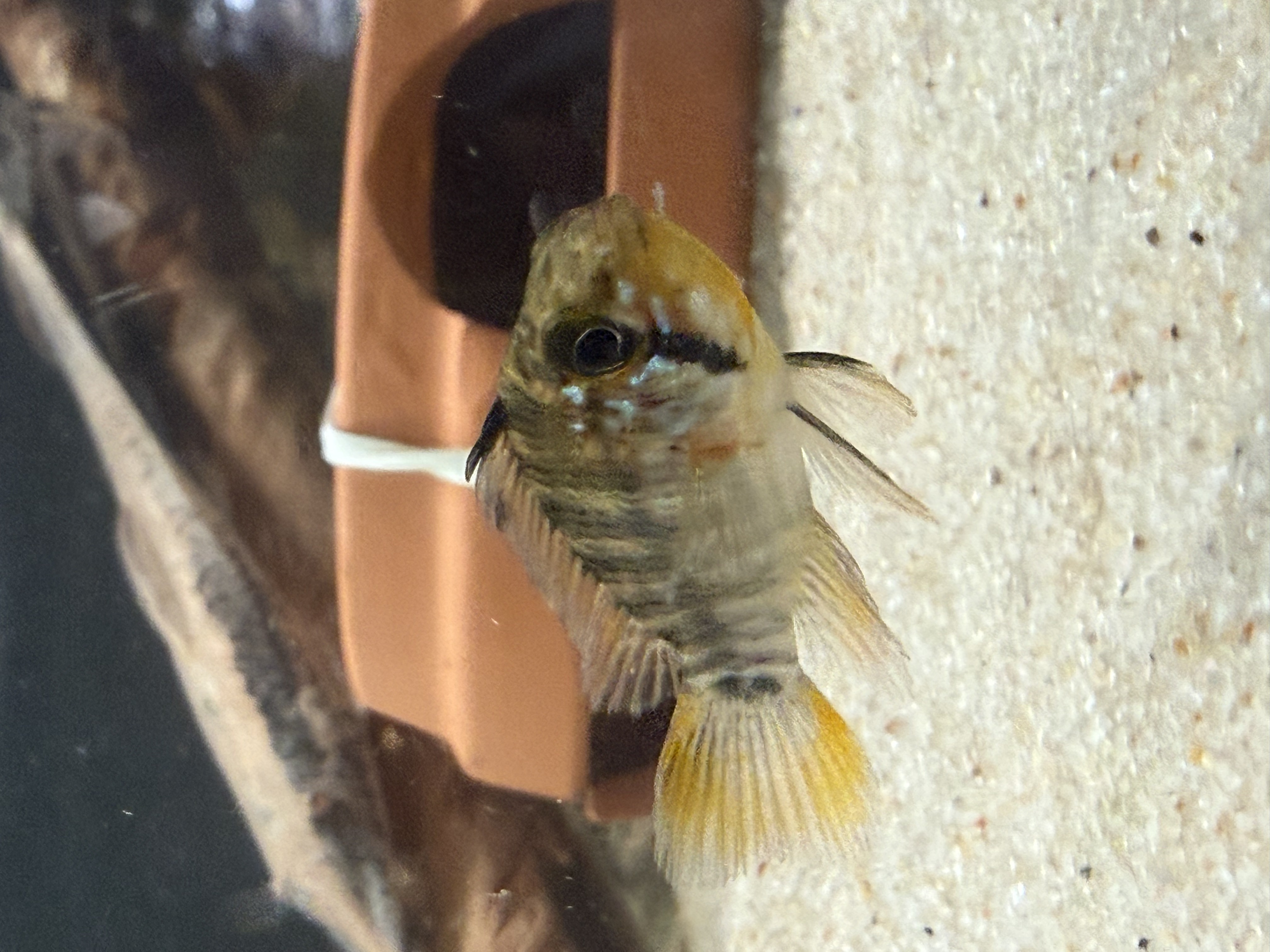 Apistogramma barlowi Glaser, Wild Peru Mouthbrooding Dwarf Cichlid