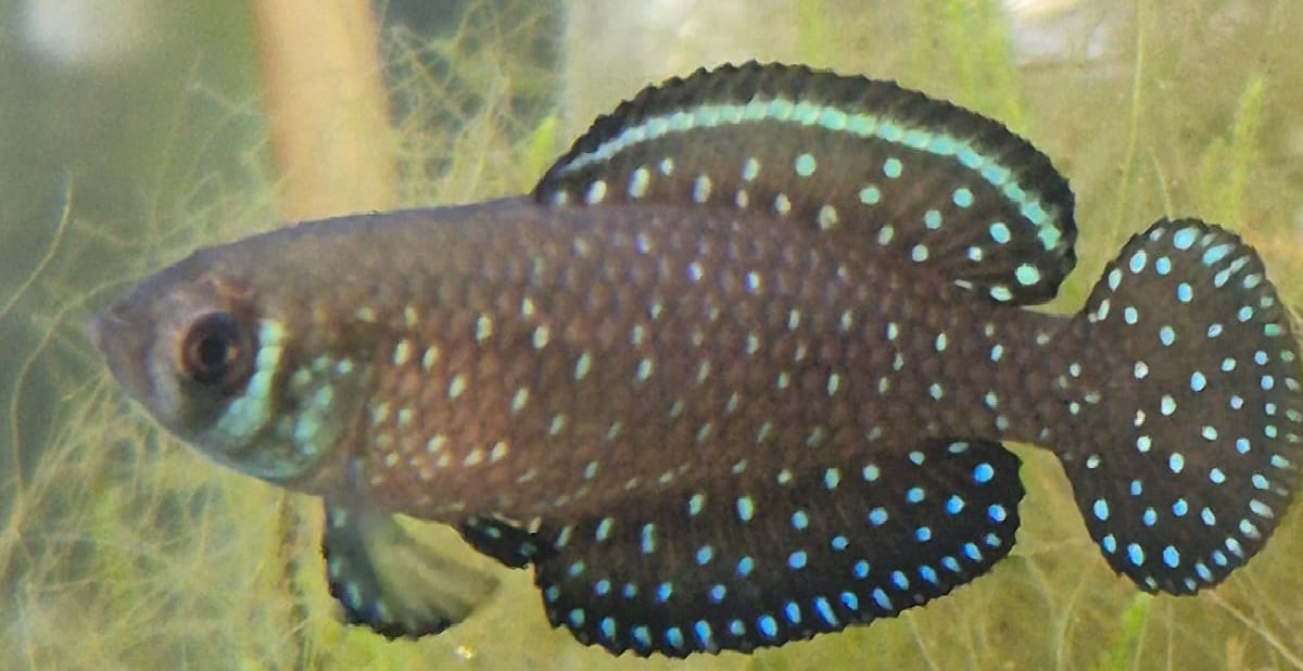 Argolebias nigripinnis "Marcos Paz" 40 Eggs