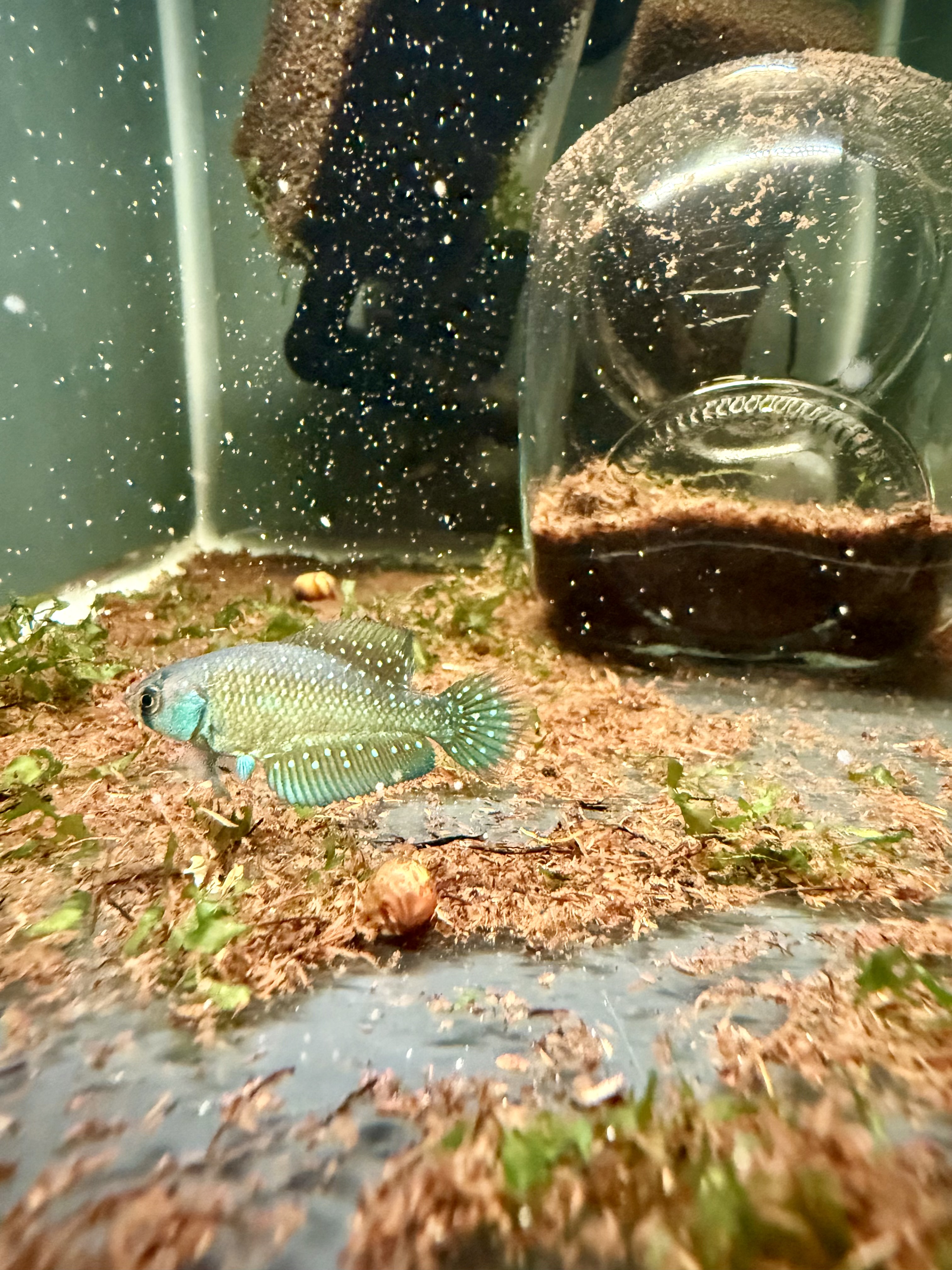 Argentine pearlfish - Austrolebias Bellottii (Annual Killifish)