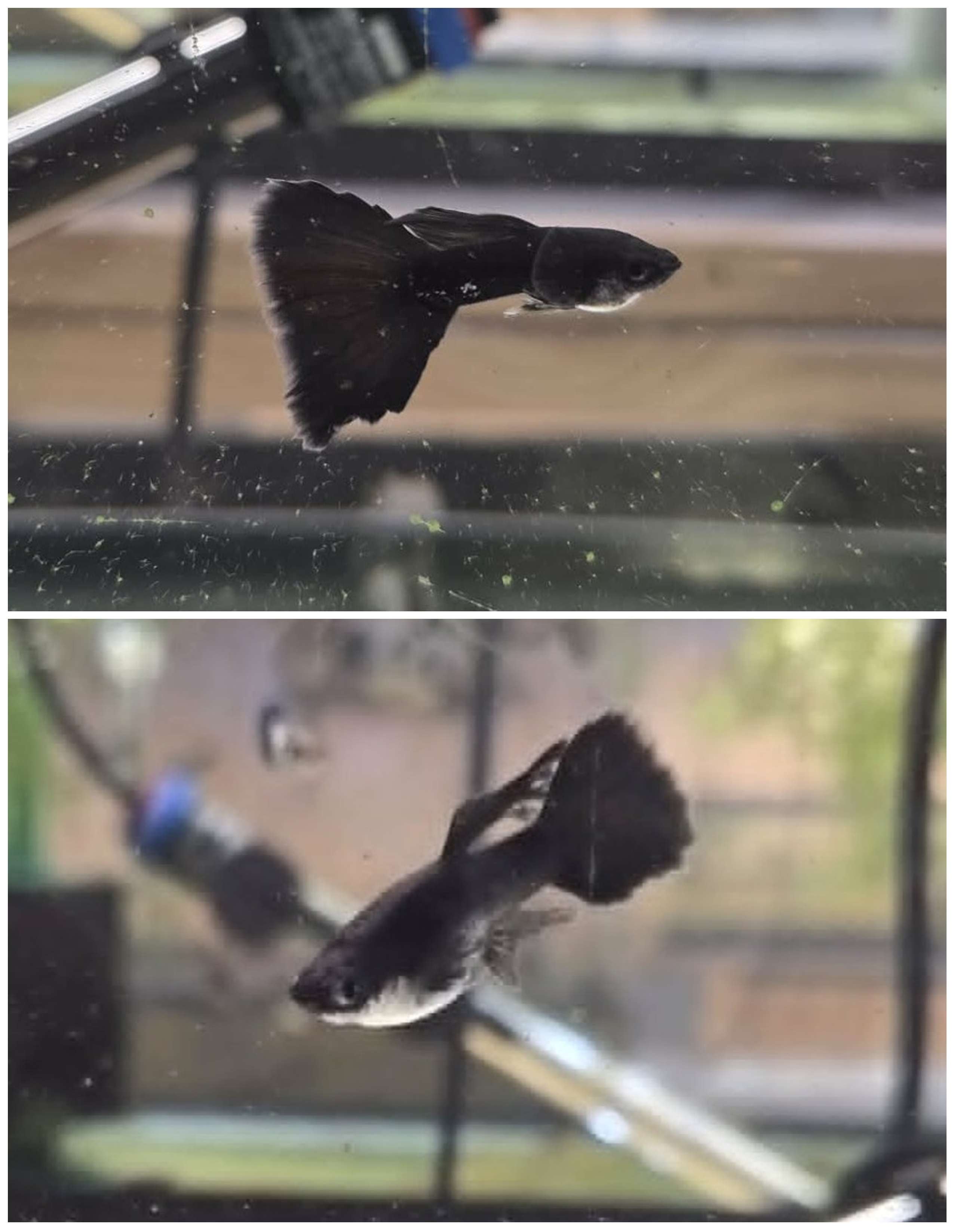 Black Moscow Guppies-Trio