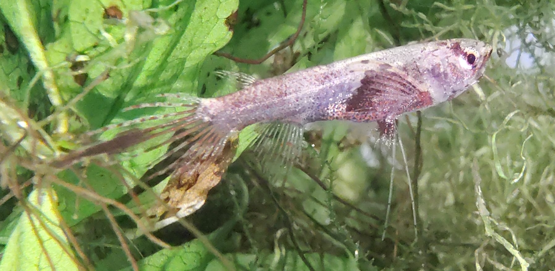 5 x tank-raised Pantodon butterfly fish