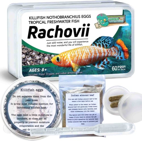 Nothobranchius Rachovii 60 eggs + food