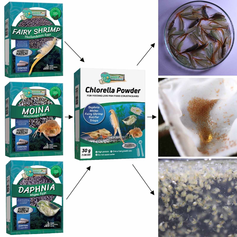 Chlorella Powder
