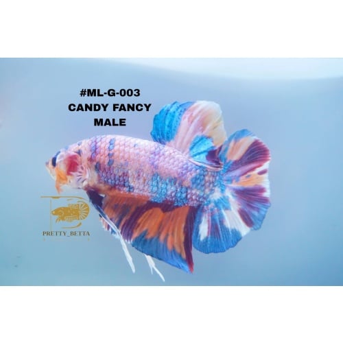 #ML -G-003 CANDY FANCY MALE 5.4CM BODY ONLY