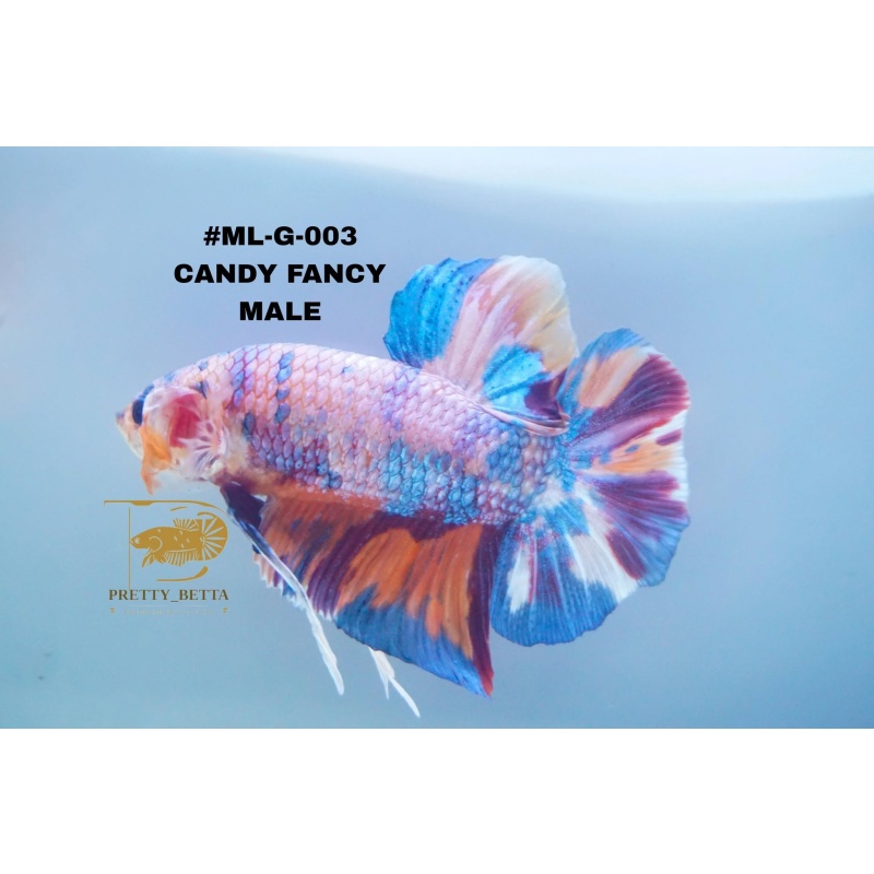 #ML -G-003 CANDY FANCY MALE 5.4CM BODY ONLY