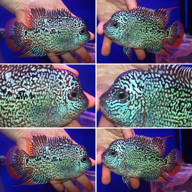 Nice male Syn SRT 5 inch
