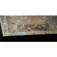 Talapia
