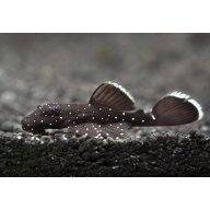 L181 Starlight Bristlenose Pleco
