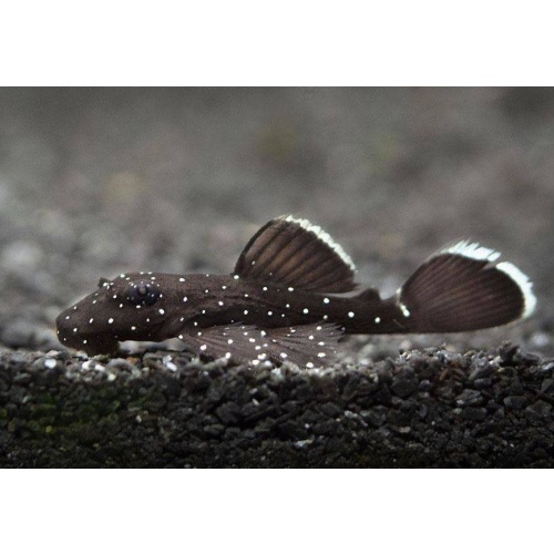 L181 Starlight Bristlenose Pleco