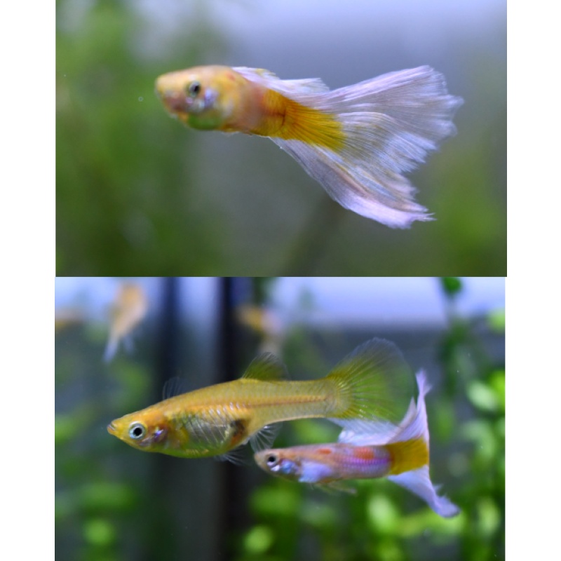 Transnow selected breeding trio
