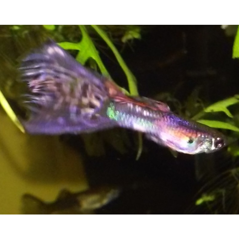 Pink Magenta Guppies 5 Fry FREE SHIPPING