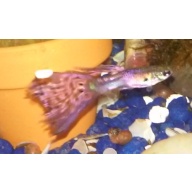 Pink Magenta Guppies 5 Fry FREE SHIPPING