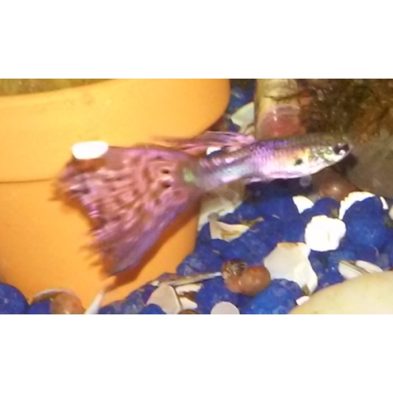 Pink Magenta Guppies 5 Fry FREE SHIPPING