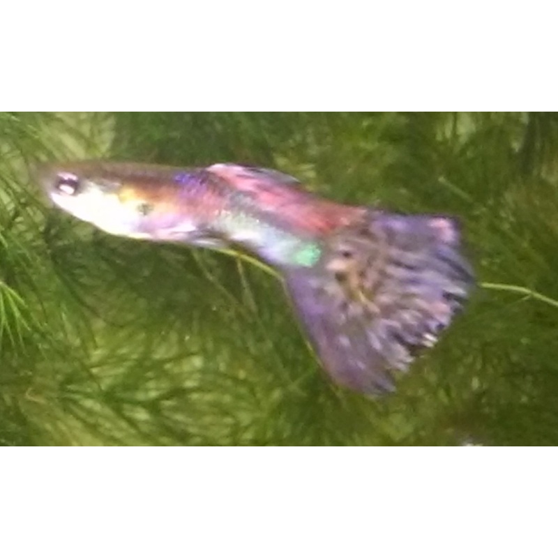 Pink Magenta Guppies 5 Fry FREE SHIPPING