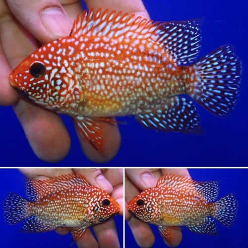 Faded Super Red Texas 3.5 inch