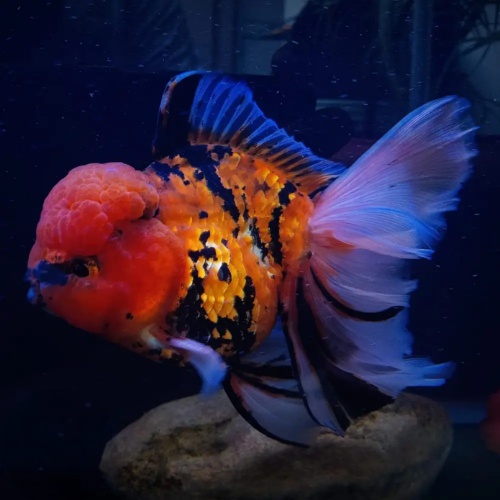 Goldfish Premium Thai Oranda Tiger Pattern