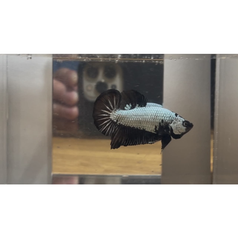 +++SHOW QUALITY+++ Black Dragon HMPK male #2