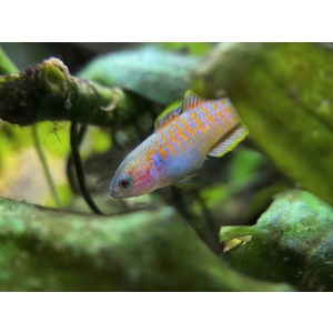 Flash's Aquatic Nursery