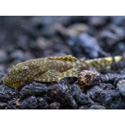 Bristlenose Pleco Normal or Albino