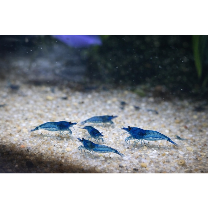 40 +  Blue Dream Shrimp - Free 2 day Shipping  FeEdex or UPS