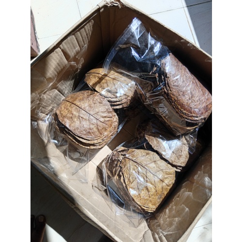100Pcs almond catappa indian ketapang leaves 5'' | USA Delivered Duty Paid (DDP) | FREE SHIPPING WITH USPS