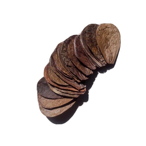 100Pcs almond leaves 5''inch grade A+ catappa indian ketapang leaf Shrimp betta fish aquarium