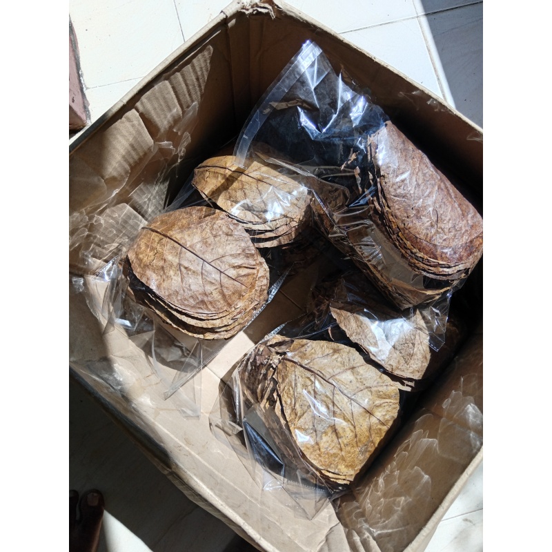 100Pcs almond leaves 5''inch grade A+ catappa indian ketapang leaf Shrimp betta fish aquarium