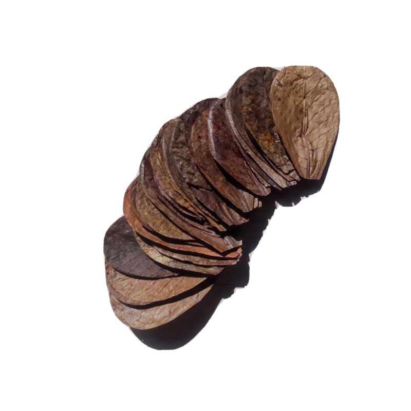100Pcs almond leaves 5''inch catappa indian ketapang leaf A+  Shrimp betta fish aquarium
