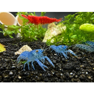 DwarfCray