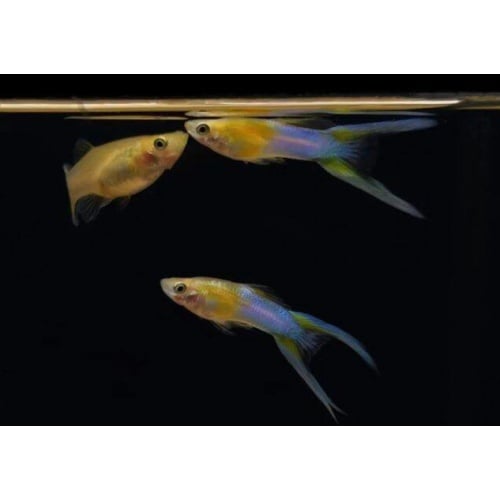Japan Blue gold double sword tail guppy trio