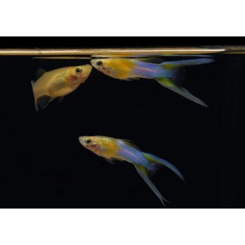 Japan Blue gold double sword tail guppy trio