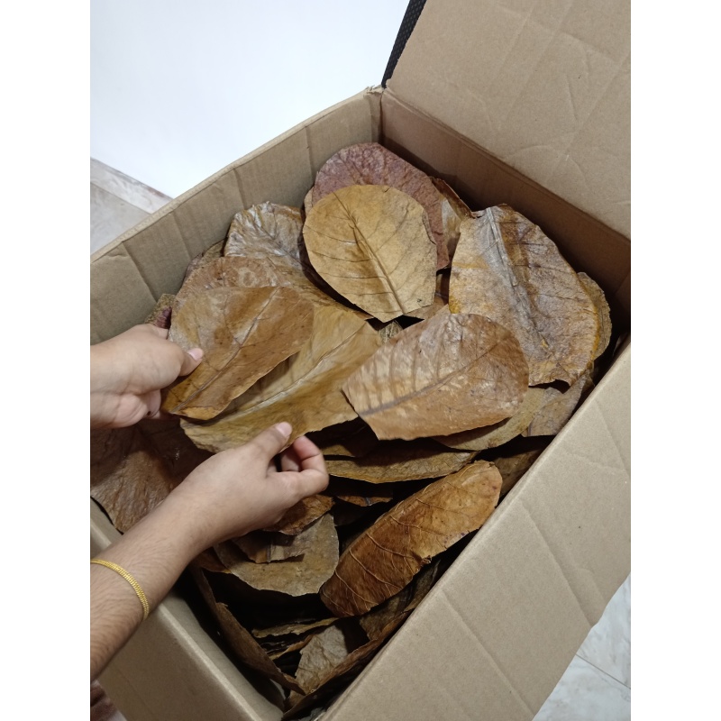 50Pcs almond leaves 6''inch grade A+ catappa indian ketapang leaf Shrimp betta fish aquarium