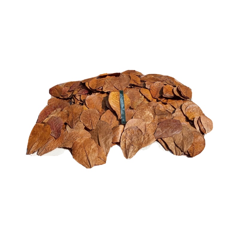 30Pcs almond leaves Grade A+ catappa indian ketapang leaf for Shrimp betta fish aquarium