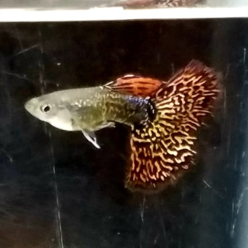 Trio Snakeskin Fire Red Mosaic guppies - USA stock