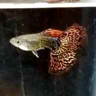 Pair Snakeskin Fire Red Mosaic guppies - USA stock
