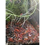 40+ Red Cherry Shrimp Neocaridina Free 2 day Shipping