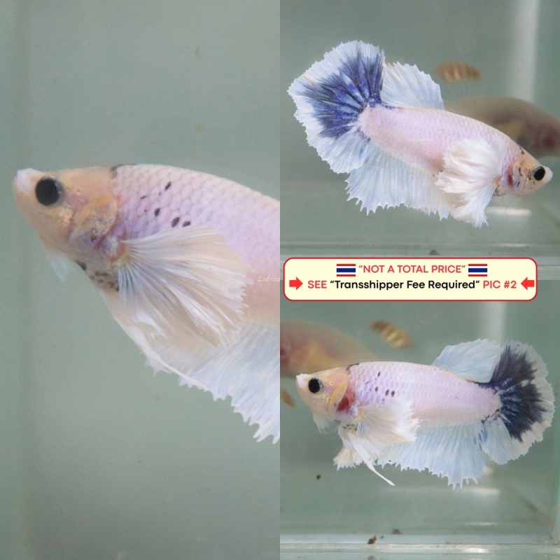 [Thailand] Blue White Dumbo (Female)
