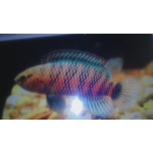 5  Blue Badis badis