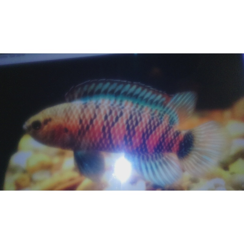 5  Blue Badis badis