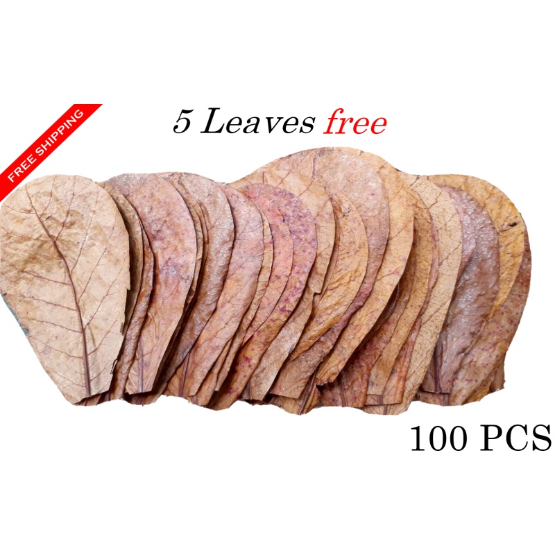 100Pcs almond catappa indian ketapang leaves 5'' FREE SHIPPING WITH USPS