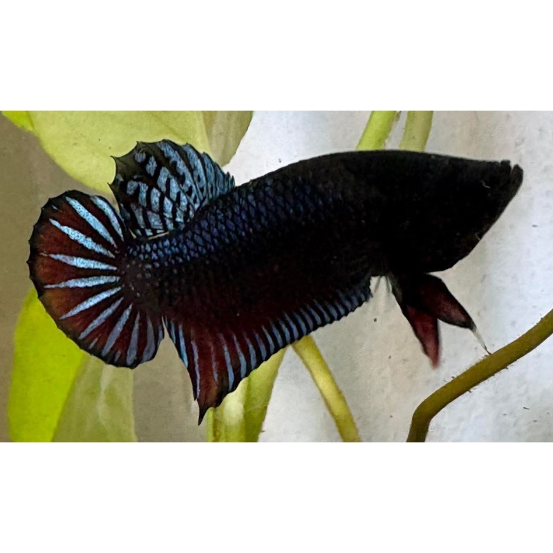 10 Fish Super VVIP Plakat For Big Game.