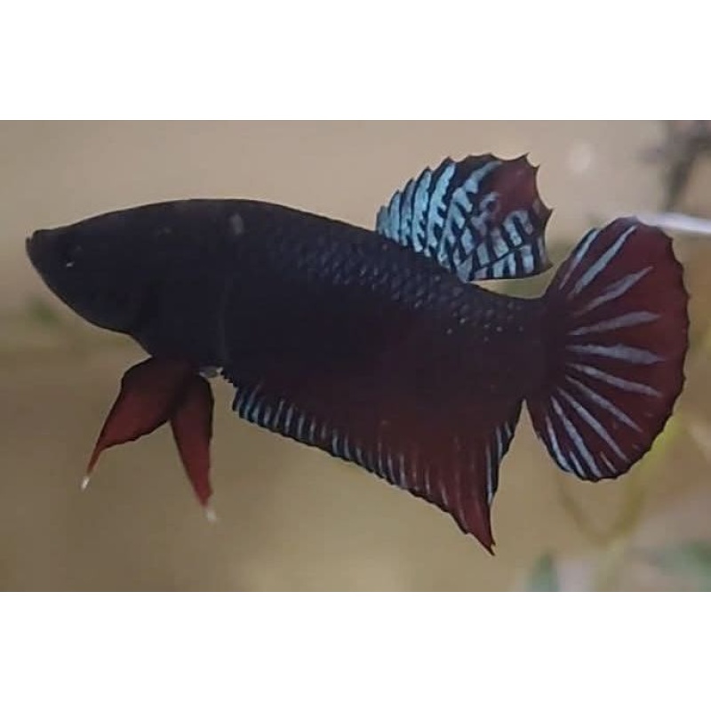 10 Fish Super VVIP Plakat For Big Game.