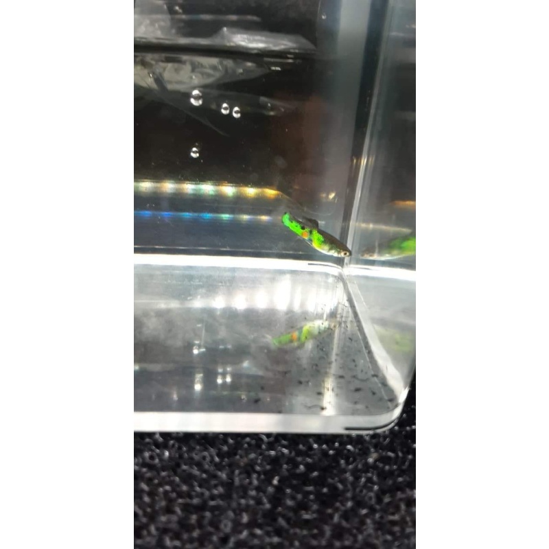 Kryptonite green dalmatian endlers