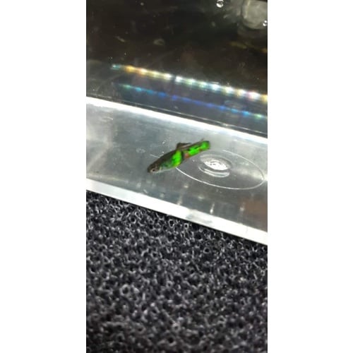 Kryptonite green dalmatian endlers